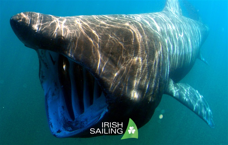 Wildlife Act now protects Basking Sharks!